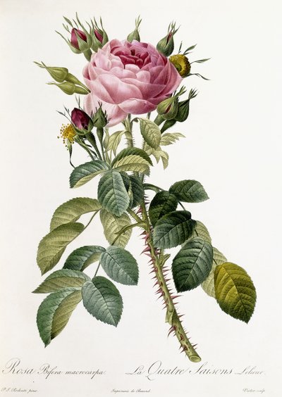 Rosa Bifera macrocarpa, 1817-1824 von Pierre Joseph Redouté