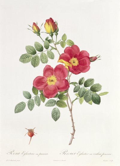 Rosa Eglantera Punicea von Pierre Joseph Redouté