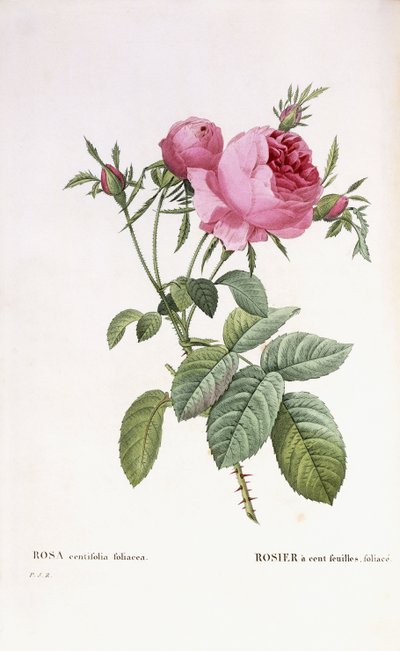 Rosa centifolia foliacea von Pierre Joseph Redouté