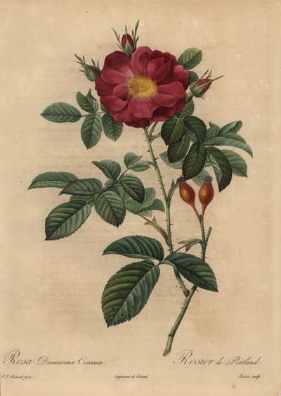 Scharlachrote Damastrose von Pierre Joseph Redouté