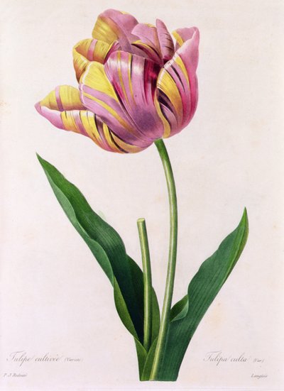 Tulipa Culta von Pierre Joseph Redouté