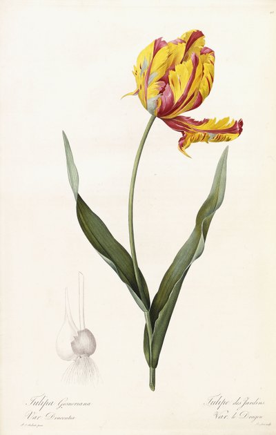 Tulipa Gesneriana - Gartentulpe von Pierre Joseph Redouté