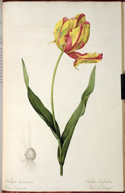 Tulipa gesneriana dracontia, aus 