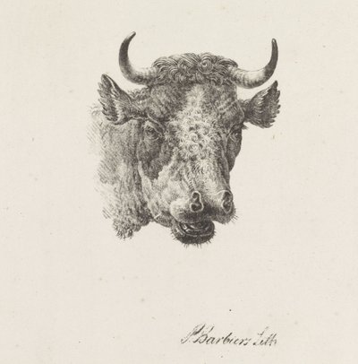 Stierkopf von Pieter Bartholomeusz. Barbiers