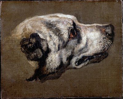 Kopf eines Hundes von Pieter or Peter Boel