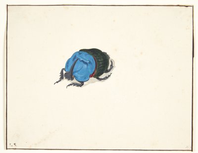 Ein Nashornkäfer von Pieter Holsteijn