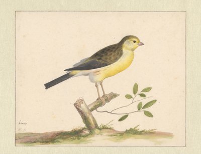 Wilde Kanarienvogel von Pieter Holsteyn (I)