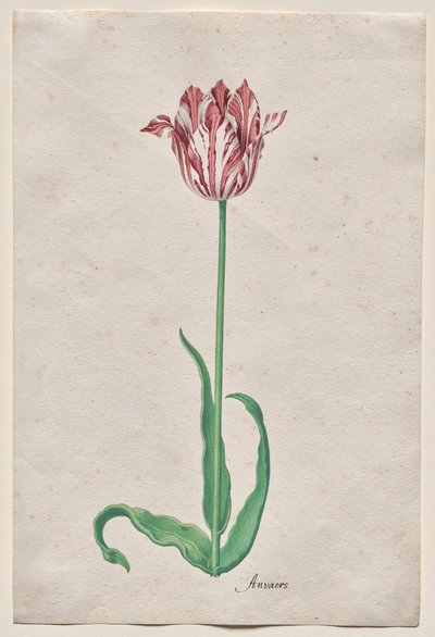 Studie einer Tulpe (Anvaers) von Pieter Holsteyn II