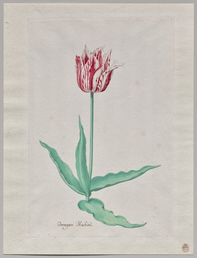 Studie einer Tulpe (Perregoen Machieu) von Pieter Holsteyn II