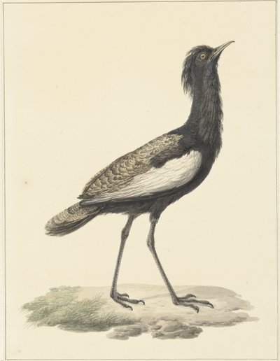 Baardtrap (Eupodotis bengalensis / Houbaropsis bengalensis) von Pieter Pietersz. Barbiers