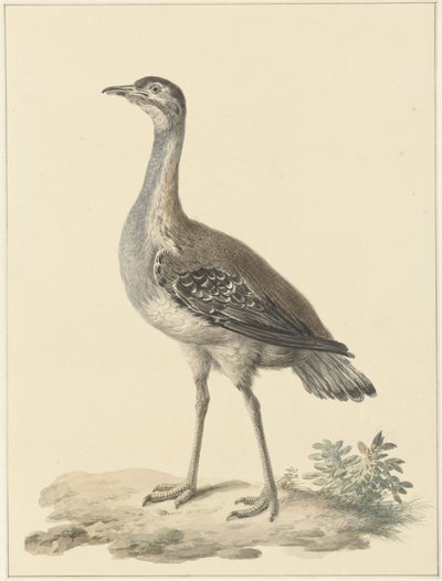 Denhams Trappe (Neotis denhami) von Pieter Pietersz. Barbiers