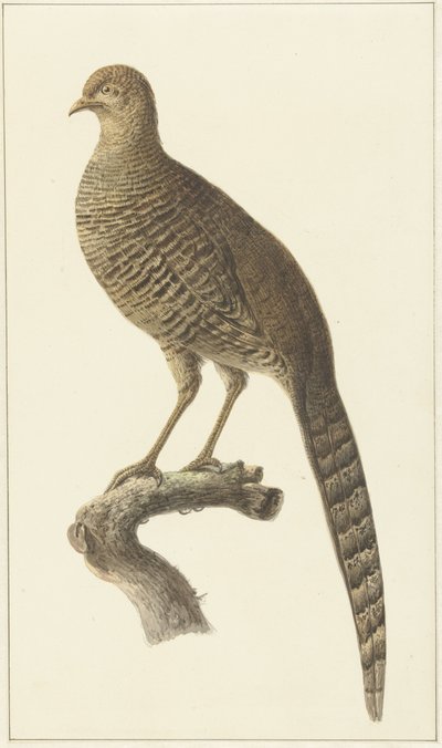 Goldfasan, Henne von Pieter Pietersz. Barbiers