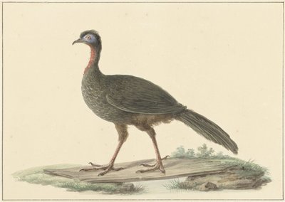Marailsjakohoen (Penelope marail) von Pieter Pietersz. Barbiers