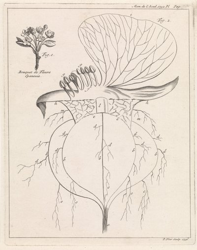 Querschnitt einer Blume von Pieter Yver