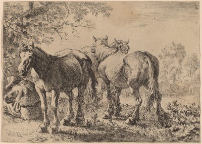 Drei Pferde auf einem Feld von Pieter van Laer