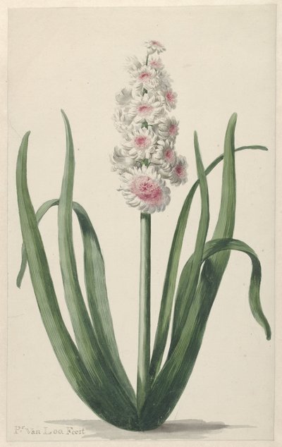 Blühende Hyazinthe von Pieter van Loo
