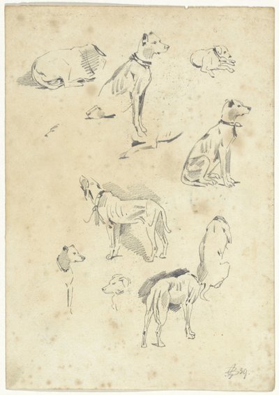 Studien von Hunden von Pieter van Loon