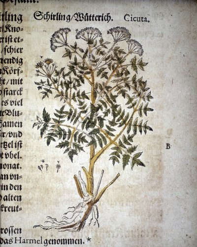 Cicuta - In „Herbarium Mattioli“ von Pietro Andrea Mattioli