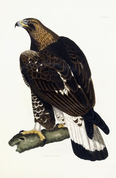 Ein junger Steinadler von Prideaux John Selby