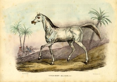 Arabisches Pferd, 1863-79 von Raimundo Petraroja