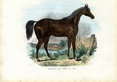Englisches Pferd, 1863-79 von Raimundo Petraroja