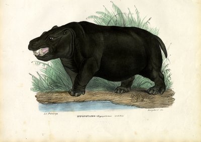 Nilpferd, 1863-79 von Raimundo Petraroja