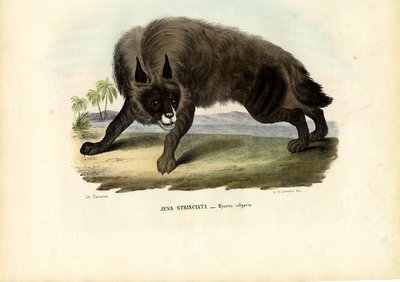 Gestreifte Hyäne, 1863-79 von Raimundo Petraroja