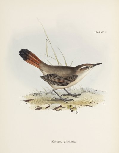 Bandenschwanz-Erdhacker, Südamerika, um 1832-1836 von John Pardon