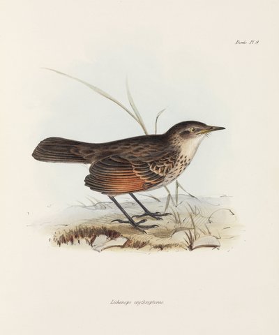 Schnäpper, ca. 1832-1836 von John Pardon