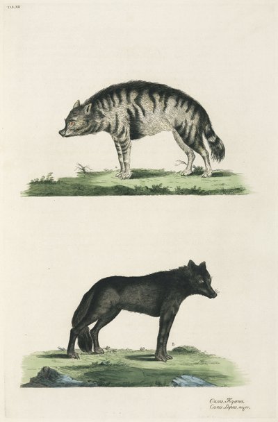 Hyäne und Wolf von John Pardon