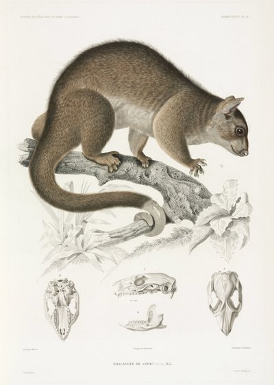 Phalanger von John Pardon