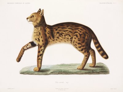 Serval, Algerien von John Pardon