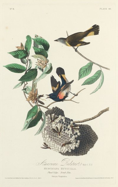 Amerikanischer Waldsänger, 1828 von Robert Havell
