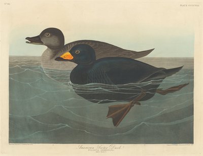 Amerikanische Trauerente, 1838 von Robert Havell