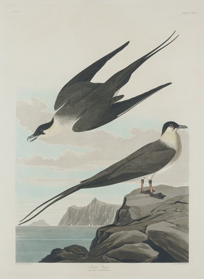 Arktischer Jäger, 1835 von Robert Havell