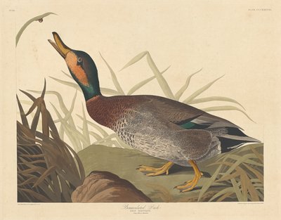 Gefleckte Ente, 1836 von Robert Havell