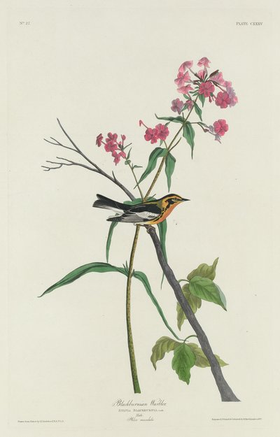 Schwarzkehl-Waldsänger, 1832 von Robert Havell