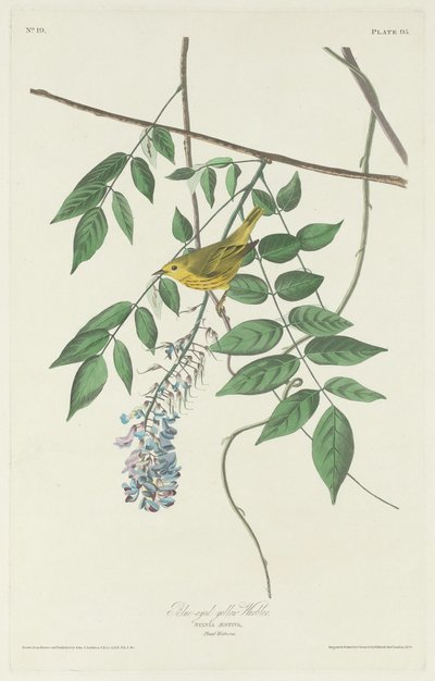 Gelbbrust-Waldsänger, 1830 von Robert Havell