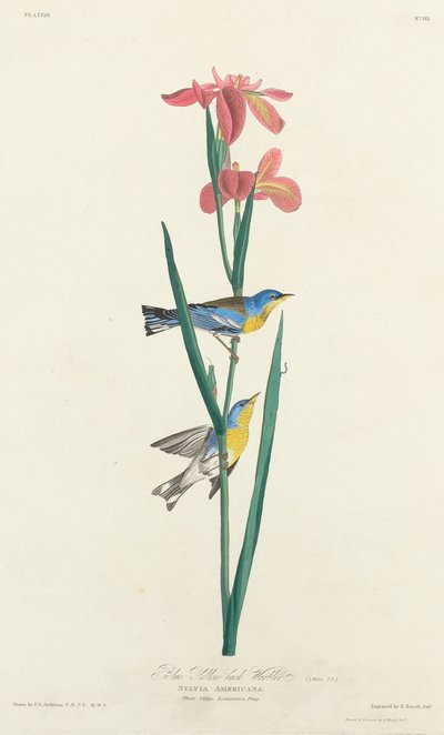 Blau-Gelb-Rückensänger, 1827 von Robert Havell