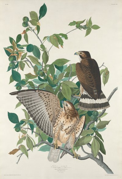 Breitflügelbussard, 1830 von Robert Havell