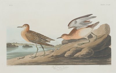 Sandstrandläufer, 1835 von Robert Havell