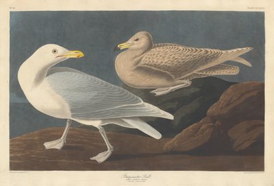 Burgomaster-Möwe, 1837 von Robert Havell