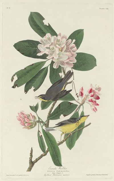 Kanadawaldsänger, 1831 von Robert Havell
