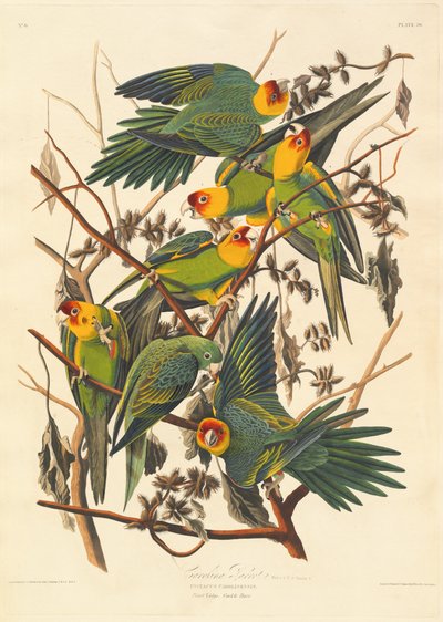 Carolina-Papagei, 1827 von Robert Havell