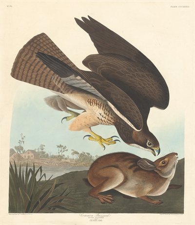 Mäusebussard, 1837 von Robert Havell