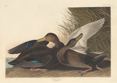 Dunkle Ente von Robert Havell
