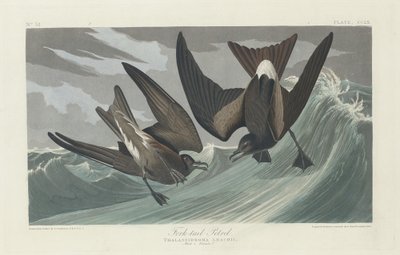 Gabelschwanz-Sturmtaucher, 1835 von Robert Havell