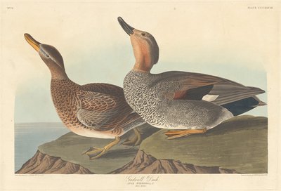 Schnatterente von Robert Havell