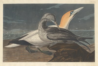 Basstölpel, 1836 von Robert Havell
