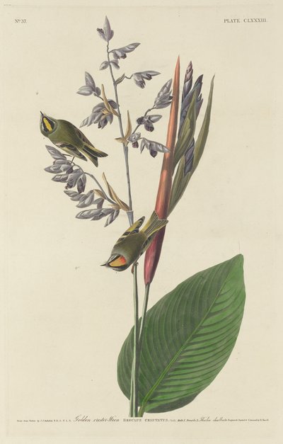 Goldhähnchen von Robert Havell
